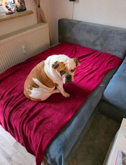 Englische Bulldogge - Limbach-Oberfrohna