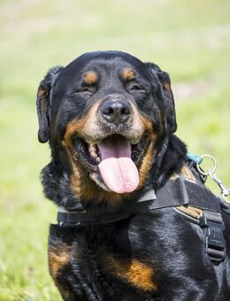 ZEUS-SI,Der Göttliche - Neustadt (Rübenberge)