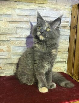 Reinrassige Maine coon Mädchen - Erkelenz