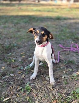 Runa BE Kleine Foxi-Lady - Neustadt (Rübenberge)