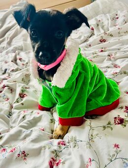 mix welpe - Steinhagen (Nordrhein-Westfalen)