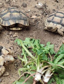 Verkaufe Eurasische Landschildkröte, Nachzucht 2025 - Neustrelitz