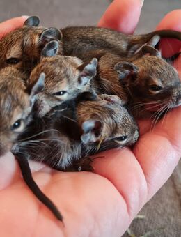 Degus suchen ein neues Zuhause - Sankt Leon-Rot