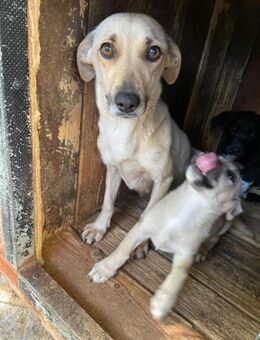 🧡 Sanfte Hündin Cassie 🧡 - Eislingen (Fils)