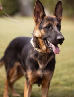 Senta 💗liebevolle Schäfi-Mix-Junghündin - Hamburg