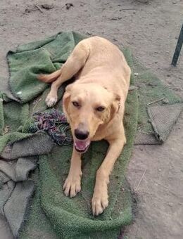 Bionda 💜💜💜 eine zarte Seele - Bad Karlshafen