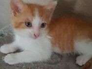 Hübcher Kater sucht endgültiges Heim!!! - Berlin Reinickendorf