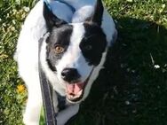 🌷Zarte Seele Marta🐕 - Eislingen (Fils)