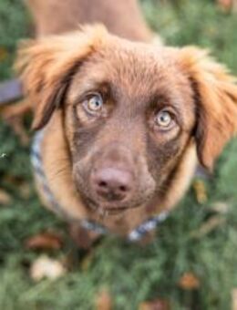 Tilda - kleine Familienhündin - Schlitz