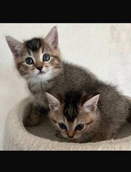 Kitten zu verkauf - Bersenbrück