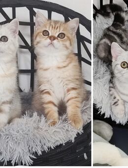 Bkh Kitten, Kätzchen mit Stammbaum, Abgabebereit - Büren