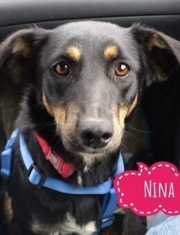 Nina eine Traum-Familienhündin - Flörsheim-Dalsheim