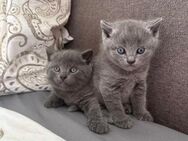 Noch 2 süße BKH Kitten Kater suchen ab Mitte Juli ein neues zu Hause! - Halle (Saale)