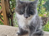 Katzen Kitten - Wiesloch Zentrum