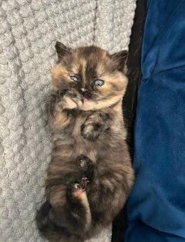 🐾 Wunderschöne BKH/Perser-Mix Kitten – Erster Wurf in liebevolle Hände abzugeben - Ibbenbüren