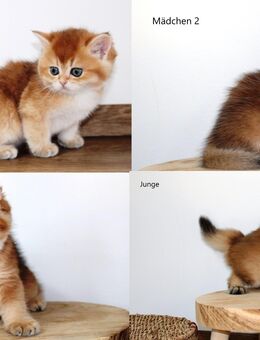 Bkh Kitten Britisch Kurzhaar golden shaded, Katze Kater Junge Mädchen mit Stammbaum - Petersberg (Hessen)