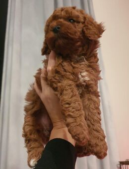 Zwergpudel & Toypudel - Schönenberg-Kübelberg