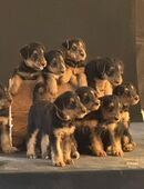 2 Airedale Welpen suchen ab Mitte September noch neue Familien in 91743