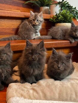 Hübsche Maine Coon Kitten mit super Pinseln - Wismar