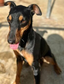 wunderschöner und aktiver Pinscher-Mix - Tübingen