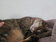 Traumzuhause für schüchterne junge Streunermama mit einem Kitten gesucht - Nierstein