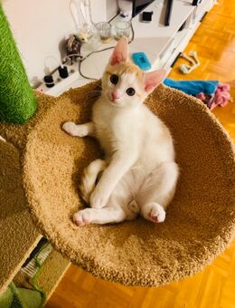 Wunderschöne Baby Katzen Mischling - Ingolstadt