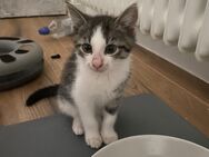 Kitten suchen ein neues Zuhause - Friedberg (Hessen)