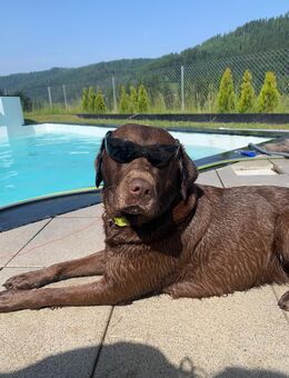 Labrador Welpen/Wurfankündigung - Baiersbronn