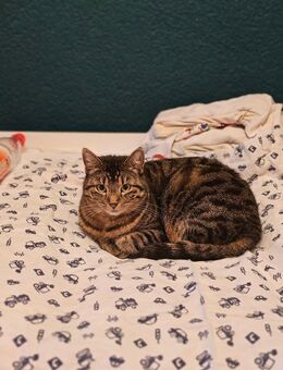 2 jährige Emmi aus dem Tierschutz sucht ihr Traumzuhause EKH - Nierstein Nierstein