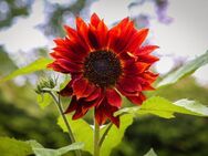 Abendsonnenblume rote Sonnenblume Samen seltene Sonnenblume einjährig dunkelrote Blüten verschiedene Rottöne Blumensamen Saat Sonnenblumensamen sun flower Satgut Saatgut SWR Ostern Vatertag Ideek - Pfedelbach