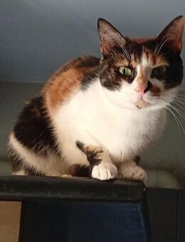 Zina aus dem Tierschutz - Grevenbroich