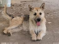 Treuer Hundekumpel Ludwig - Tholey