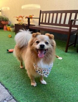 Rohdiamant Robby hat viel Potential - Chemnitz