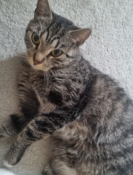 Süße verschmuste Katze zu verkaufen - Dortmund Brechten