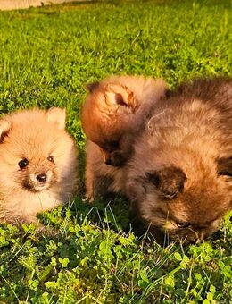Pomirians Babys - Schweinfurt Zentrum