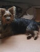 2 Yorkshire Mix Hündinnen suchen ihr Körbchen :) in 09306