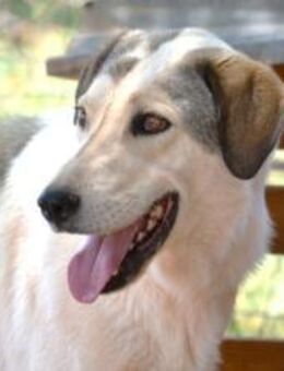 Tolis - wer gibt mir DIE Chance? - Mettmann