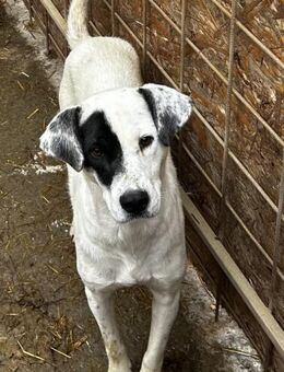 Alana - hat ein ruhiges Wesen - Dreikirchen