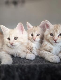 Maine Conn Kitten Rot & Creme - Gräfenthal