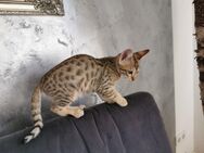 F5 SBT Savannah Kitten 11 W. Tica Cats - Loose