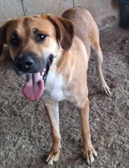 DaVinci - liebenswürdige, sanfte Seele - Mettmann