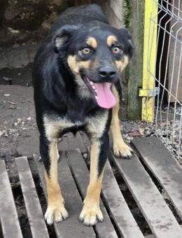Verspielter KOVU = Hund mit Charme ♥️ - München