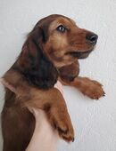 Zwerglanghaardackel Welpen in 56642