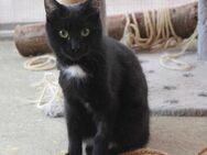 Verspielter Coko sucht seine Menschen - Margetshöchheim