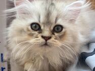 3 süße Kätzchen suchen liebevolles Zuhause - Castrop-Rauxel
