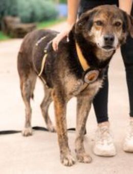 Der liebevolle Cujo sucht ein Zuhause - München