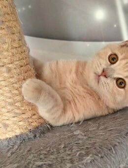 Britisch Kurzhaar Kitten - Moormerland