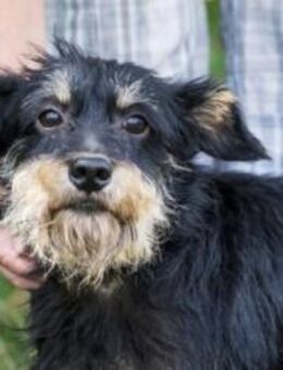 Zwergschnauzer-Mix Rexi (geb. 10/2022) - Pegnitz