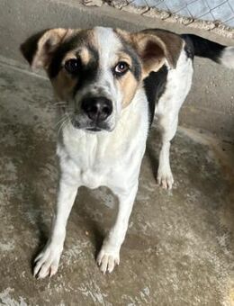 Sehr aktive und lebensfrohe LEONA! - Korschenbroich