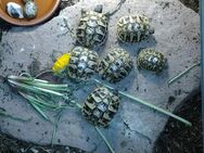 Nachzuchten Griechische Landschildkröten THB - Aichhalden